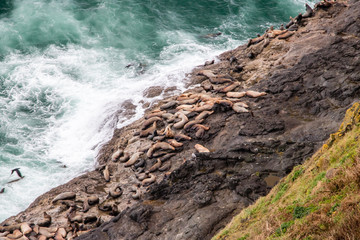 sea lions on rocks oregon coast