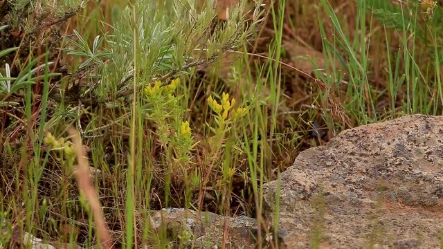 Yellow Seedum Plant with Sagebrush and Rock