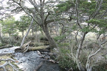 Bosque  Patagonico  Argentino 