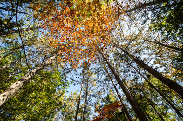 Wide angle view looking up to sky of trees with fall colors in Banning State Park in Sandstone Minnesota