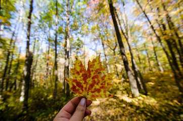 Fototapeta premium Female hand holds up a single colorful maple leaf while in a forest at Banning State Park in Minnesota