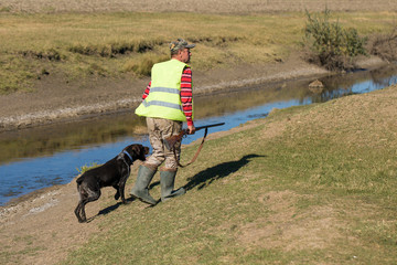 Hunters with a german drathaar and spaniel, pigeon hunting with dogs in reflective vests