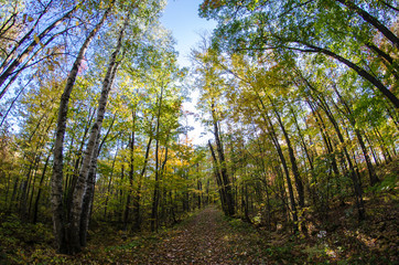 Fisheye view of trees with fall colors in Banning State Park in Sandstone Minnesota