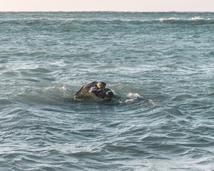 Fototapeta premium turtles