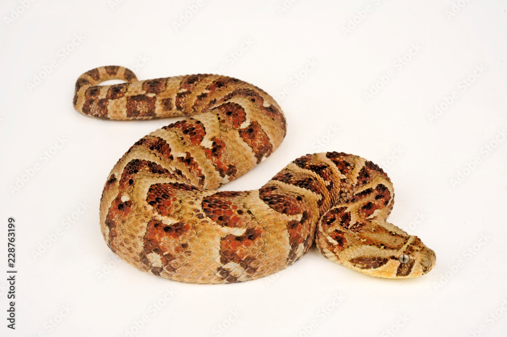 Poster Puffotter (Bitis arietans) - Puff adder