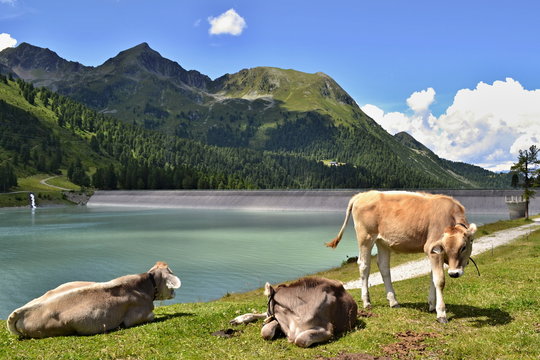 Cows at a shore of a mountain lake