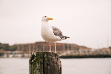 Seagull