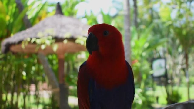 lori parrots in bali birds park
