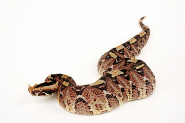 Fototapeta premium Nashornviper (Bitis nasicornis) - rhinoceros viper