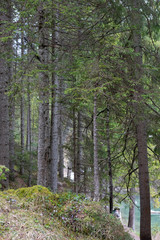 A view of amazing forest around the Bries lake, Dolomites, Italy