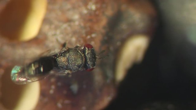 parasitoid, microhymenopteras, wasp, chacidoid, economic, hymenoptera, parasitic, entomology, biocontrol, experimental, coleoptera, bug, insect, animal, macro, nature, closeup, brown, wildlife, wild, 