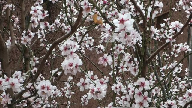 Flowers of a cherry tree blossoming with the wind in the village Abyaneh, Iran.