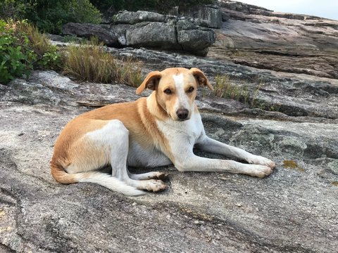 cachorro deitado nas pedras