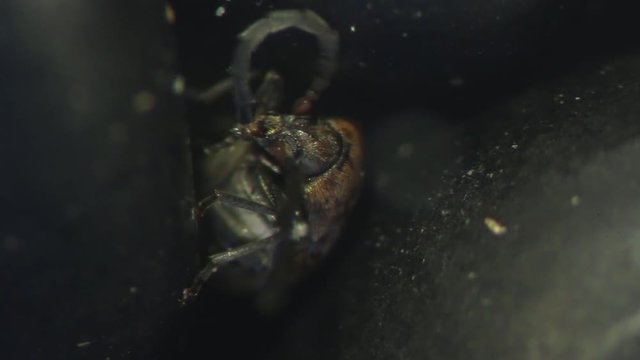 close up bean weevil cleaning antennae bruchid Zabrotes subfasciatus