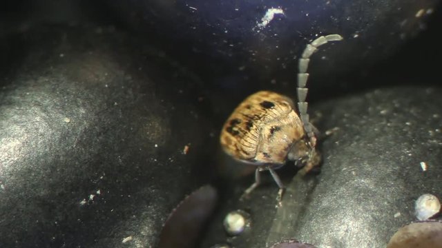 Male Zabrotes spp. on black bean, economic pest of stored products