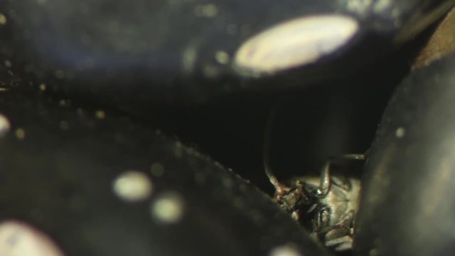 Zabrotes subfasciatus, cleaning antennae hidden between black beans