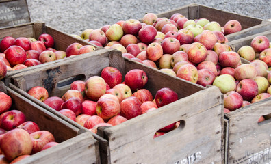 Red apples in crate