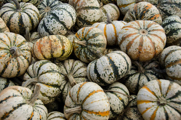 Pile of  white pumpkins
