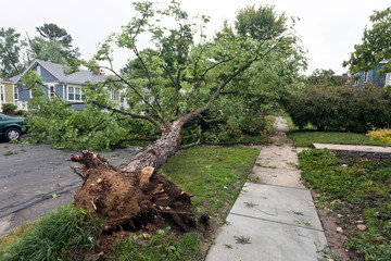 Neighborhood storm damage aftermath.