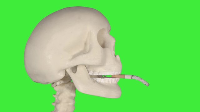 Human skull smoking a cigarette in the studio with green screen background. Shot in 4k resolution