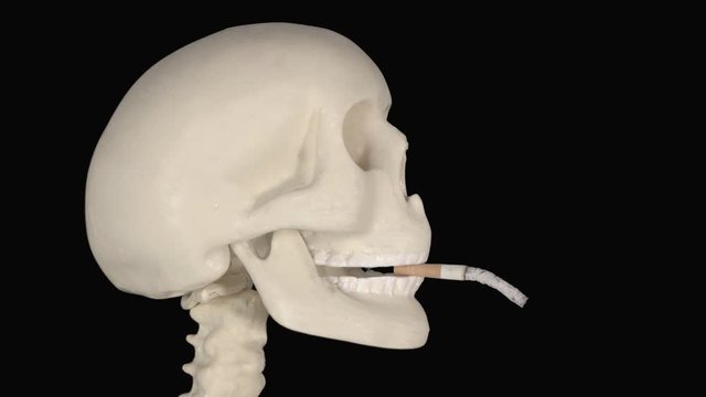 Human skull smoking a cigarette with long ash in the studio. Shot in 4k resolution with dark background