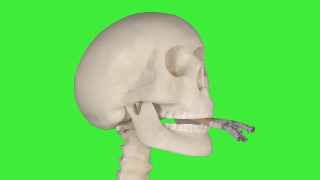 Human skull smoking three cigarette in the studio. Shot in 4k resolution with green screen background