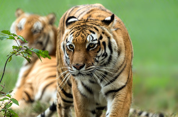 Fototapeta na wymiar Beautiful bengal tiger
