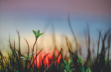 Grass flowers are in the city with light colored night glares that are blurred background.Soft Focus Image.
