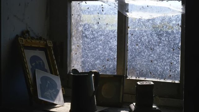 Flies crawling and flying on an old window with spider web and old artifacts on the windowsill. TILT SHOT