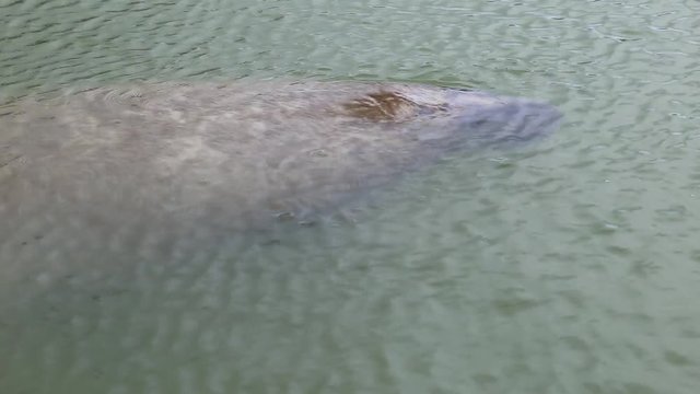 Manatee in evergledes, florida. Recorded with a canon 6d in 2016.