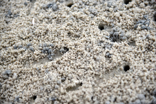 Crab making sand balls on the beach. Ghost crab. Sand crab.