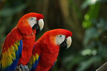 Portrait of colorful pair Scarlet Macaw parrot against jungle background