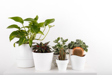 Houseplants in modern flowerpots