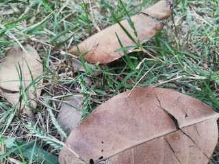 Leafs macro photography 