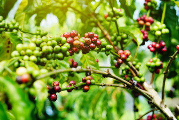 Robusta coffee farm and plantation on the south mountain of Thailand.