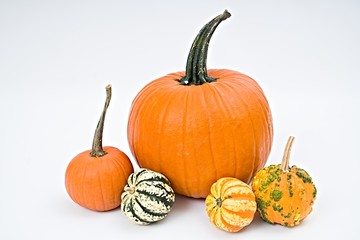 Pumpkin selection  for Halloween on white background