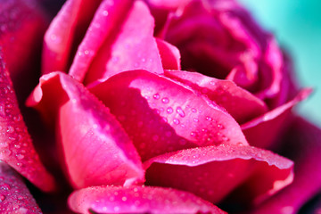 Red Rose with dew drops