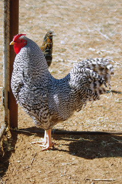 Hertiage Pure Bred Show Dominique Rooster