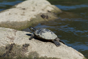 Red-eared slider turtle sunning on a rock in a pond.