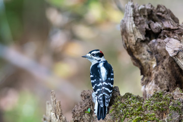Downy Woodpecker Perched on a Moss Covered Stump