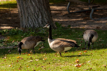Hamilton, CANADA - October 16, 2018: geese enjoy the last days of colorful sunny autumn along Lake Ontario