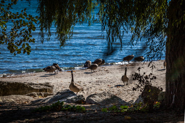 Hamilton, CANADA - October 16, 2018: geese enjoy the last days of colorful sunny autumn along Lake Ontario