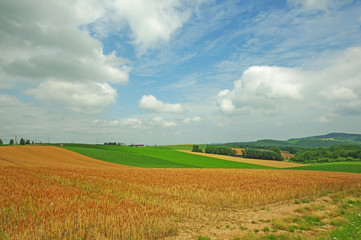 Panoramic wheat field view with sky