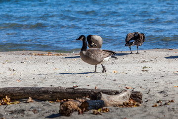 Hamilton, CANADA - October 16, 2018: geese enjoy the last days of colorful sunny autumn along Lake Ontario