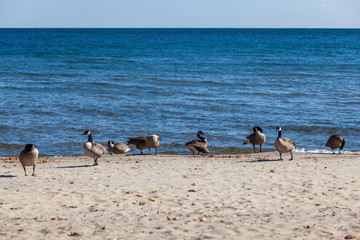 Hamilton, CANADA - October 16, 2018: geese enjoy the last days of colorful sunny autumn along Lake Ontario
