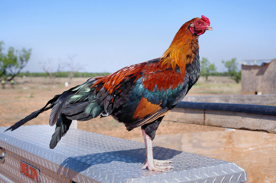 Young Pure Bred Black Breasted Red Cubalaya Rooster / Cockerel