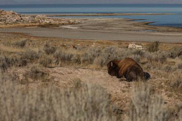 Sleeping bison beside beach and lake