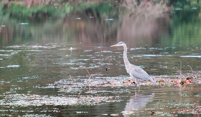 Gray Heron