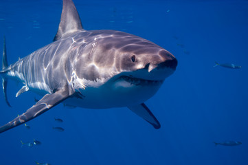 Fototapeta premium Great White Shark