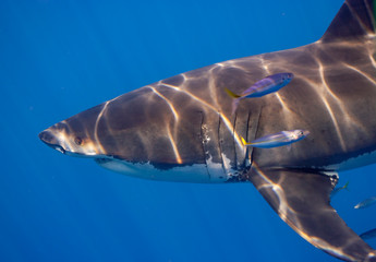 Naklejka premium Great White Shark